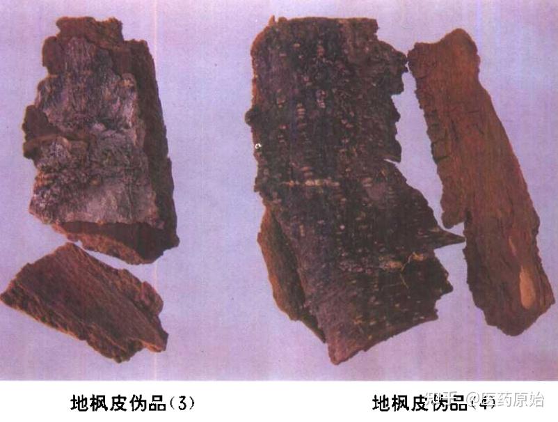 带你识别地枫皮 - 知乎