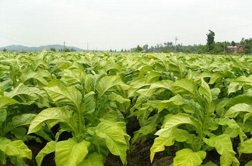 烟草根结线虫特效药线翘翘 大棚根结线虫药厂家 根结线虫怎样治 知乎 烟草根结线虫特效药线翘翘 大棚根结线虫药厂家 根结线虫怎样治 知乎