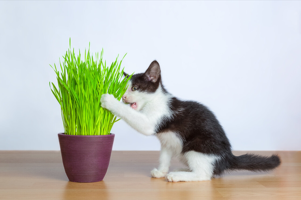 多大的猫可以吃猫草 猫草多久吃一次 猫吃猫草不吐毛球怎么办 知乎