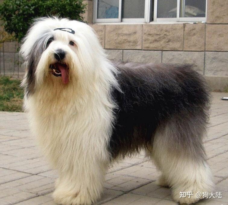 狗界最值得养的5种“大型犬”,寿命长,还特别好养