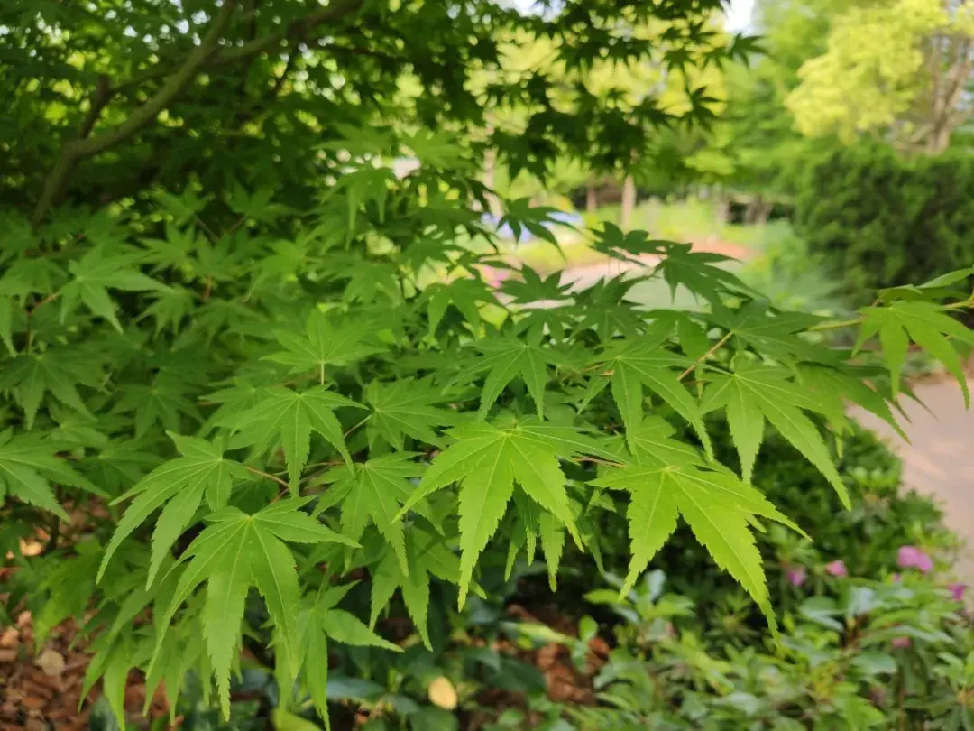 傻傻分不清枫树与槭树一