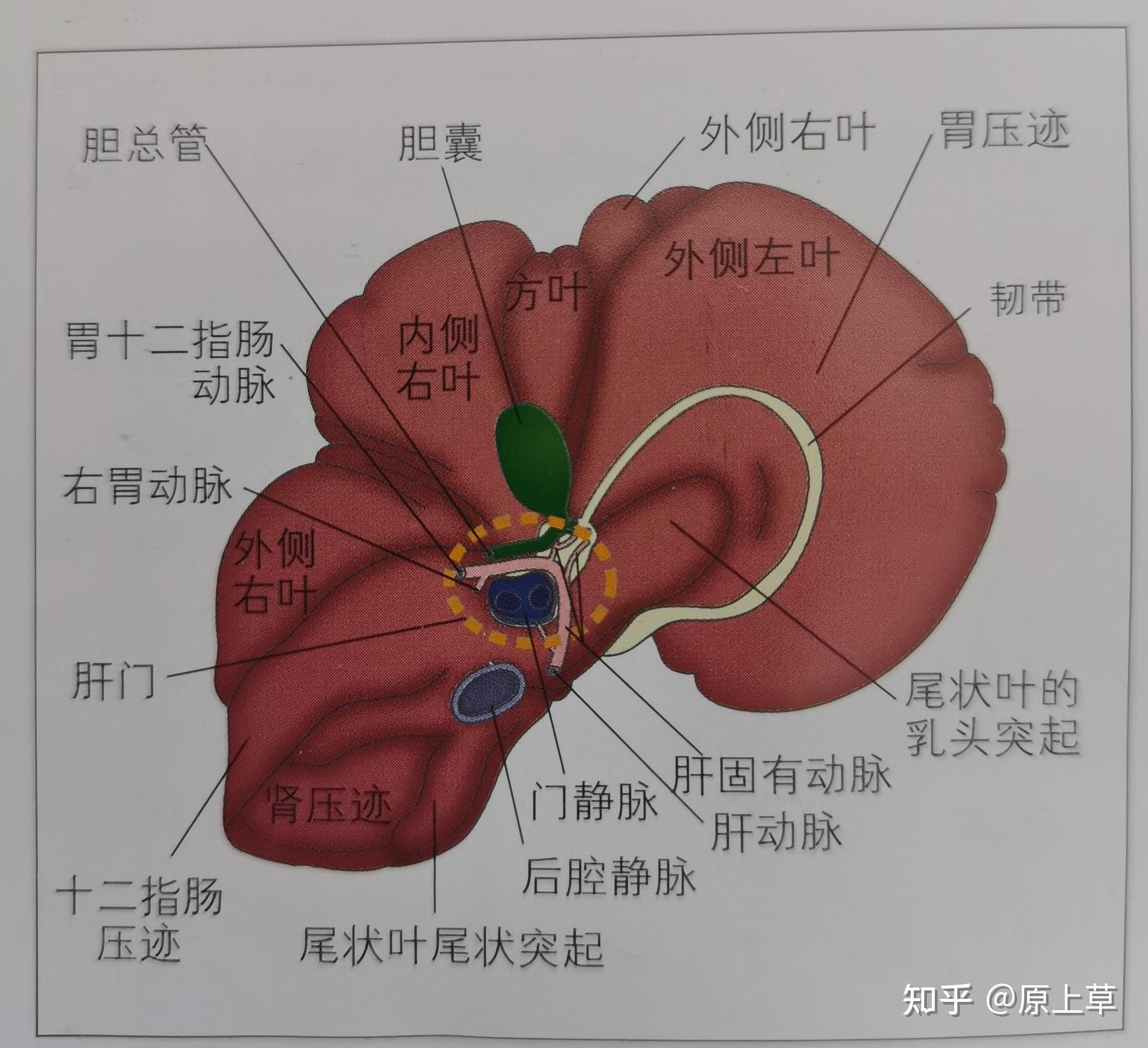 犬猫内脏正面解剖图图片