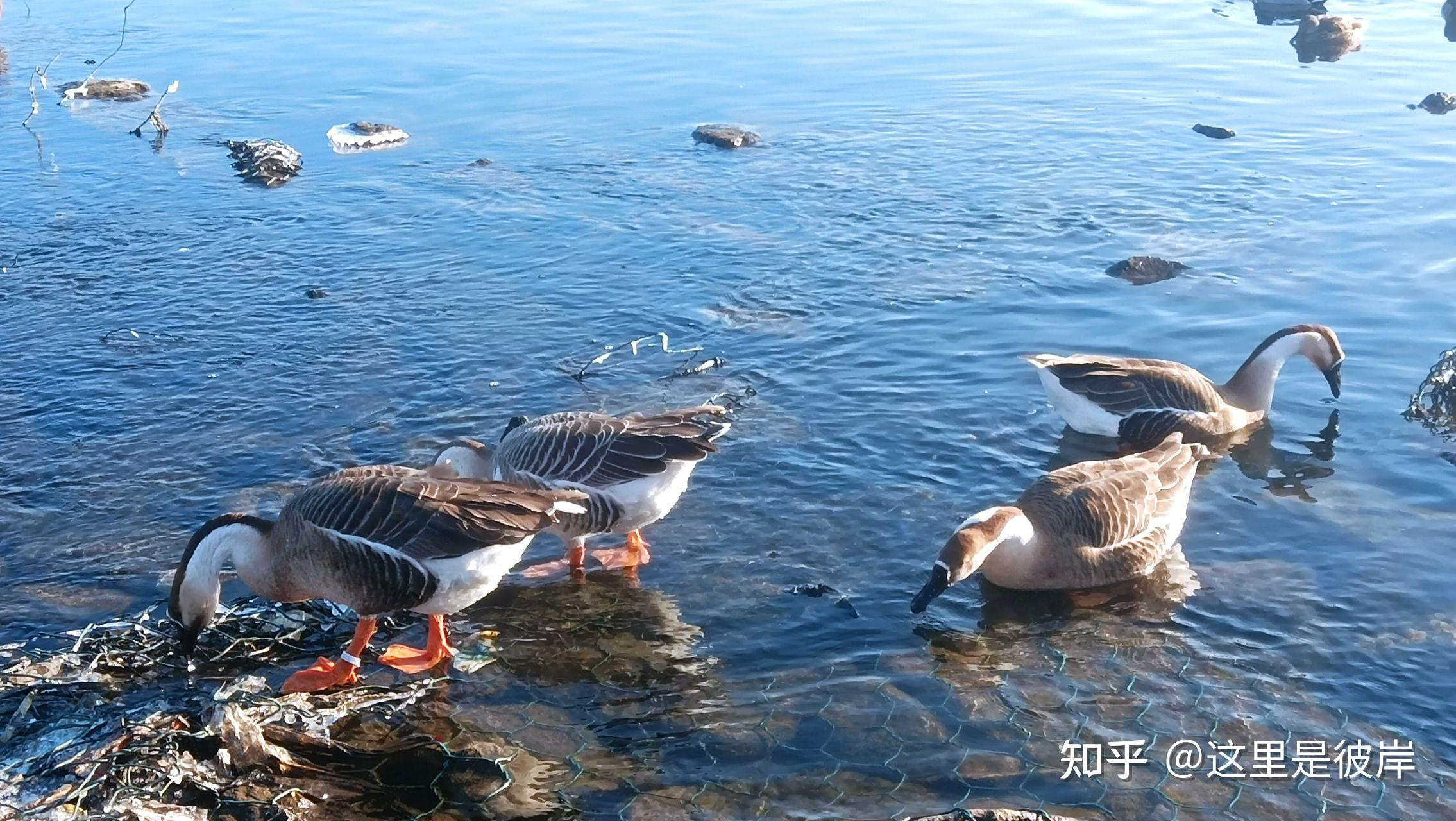 沈阳鸟岛冬天大雁图片