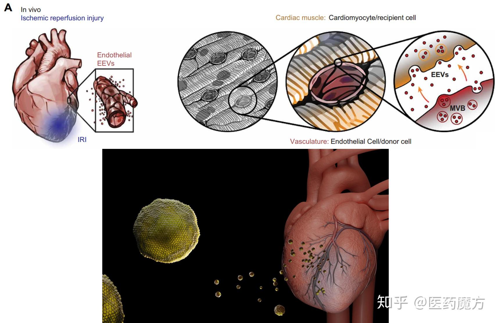 心脏损伤救星胞外囊泡science子刊封面论文