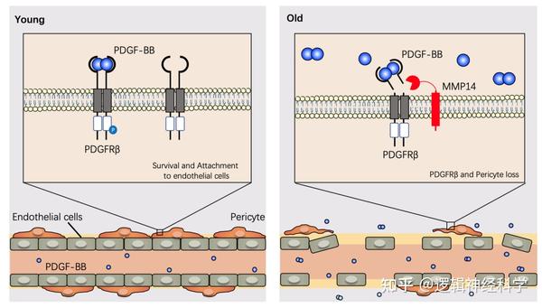 约翰斯霍普金斯大学团队发现衰老骨分泌PDGF-BB可通过剪切周细胞中PDGFRβ导致大脑海马区血管损伤 - 知乎