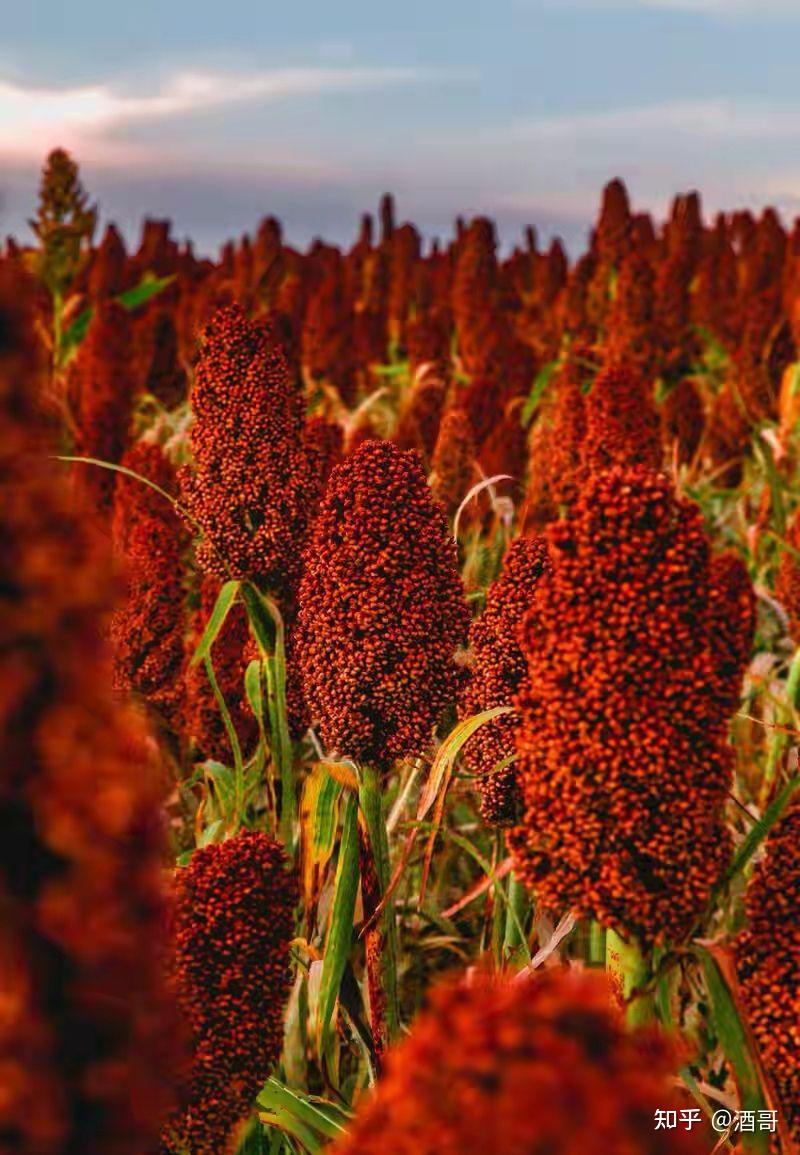 谢旗：种好高粱酿美酒