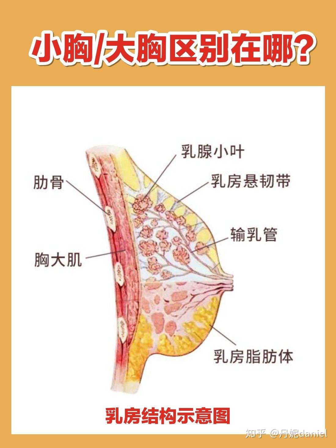 丹妮,带你了解很多内衣行业才知道的话题7215大胸的脂肪体体积大