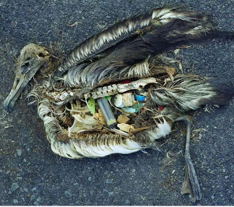 自从我们不再接收洋垃圾6千万吨破烂让欧美人民有点慌