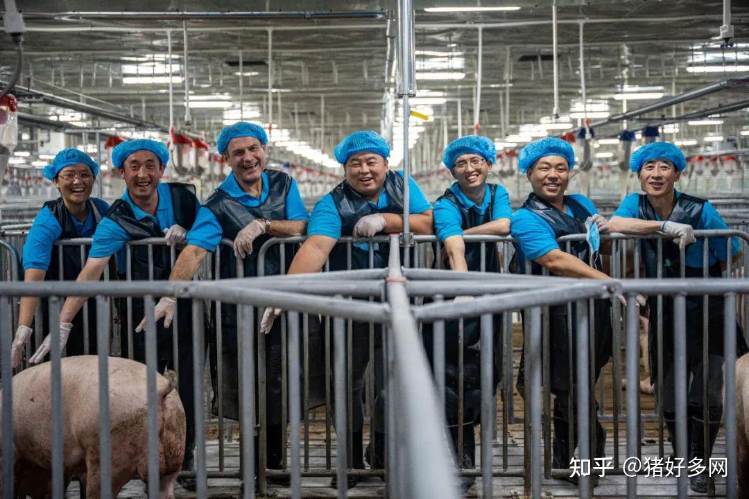 8000头公猪中只能选出600头留作种用?生猪育种有多“烧钱”? - 知乎