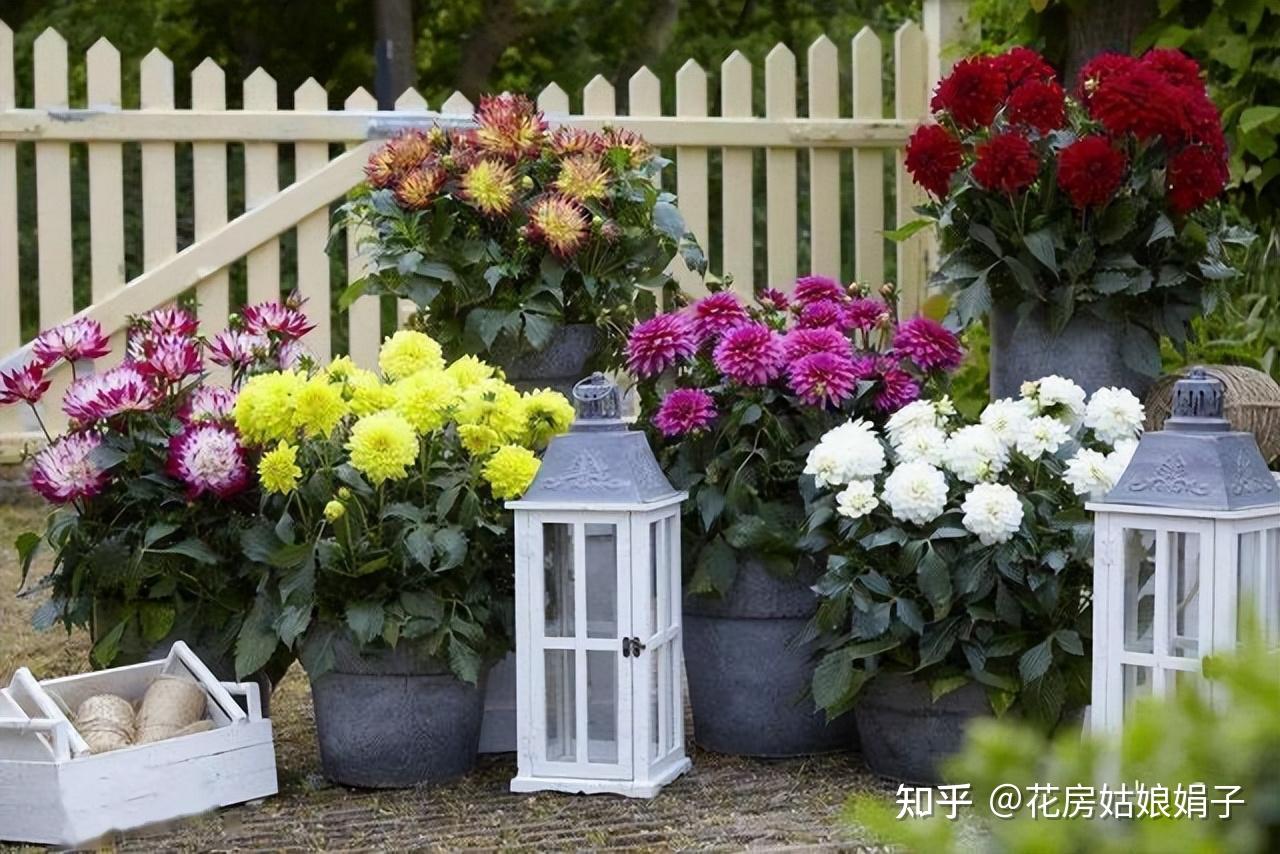 这4点养花的“坏习惯”,不要留着,早点改了,才能养好花 - 知乎