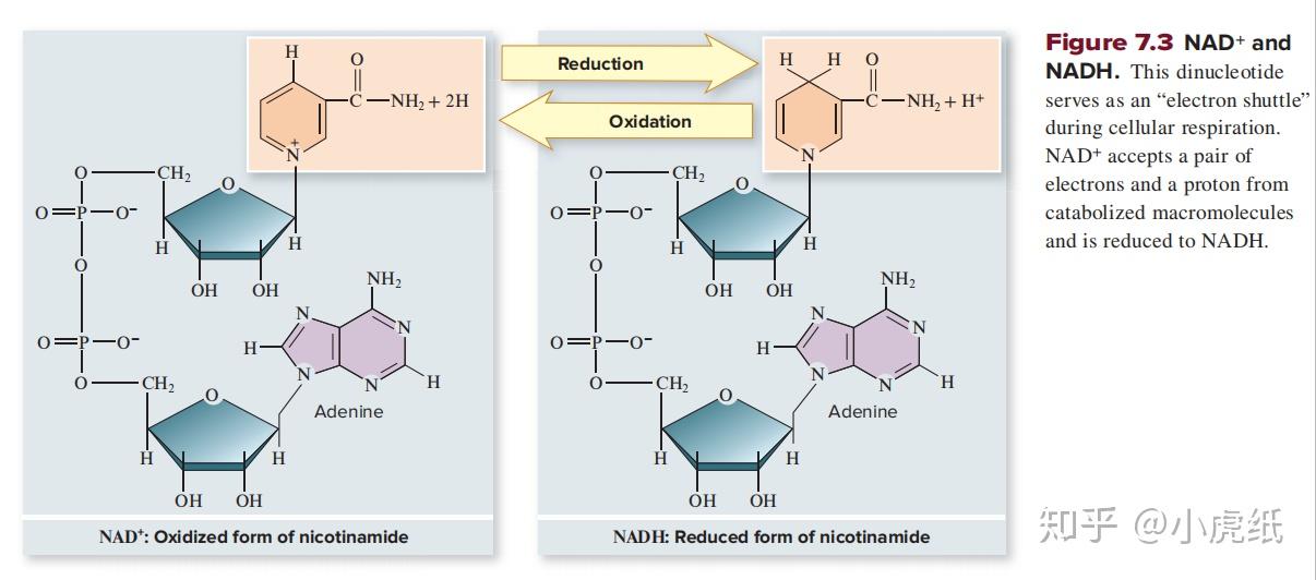高中生物课本中出现的nadh和nadph是什么