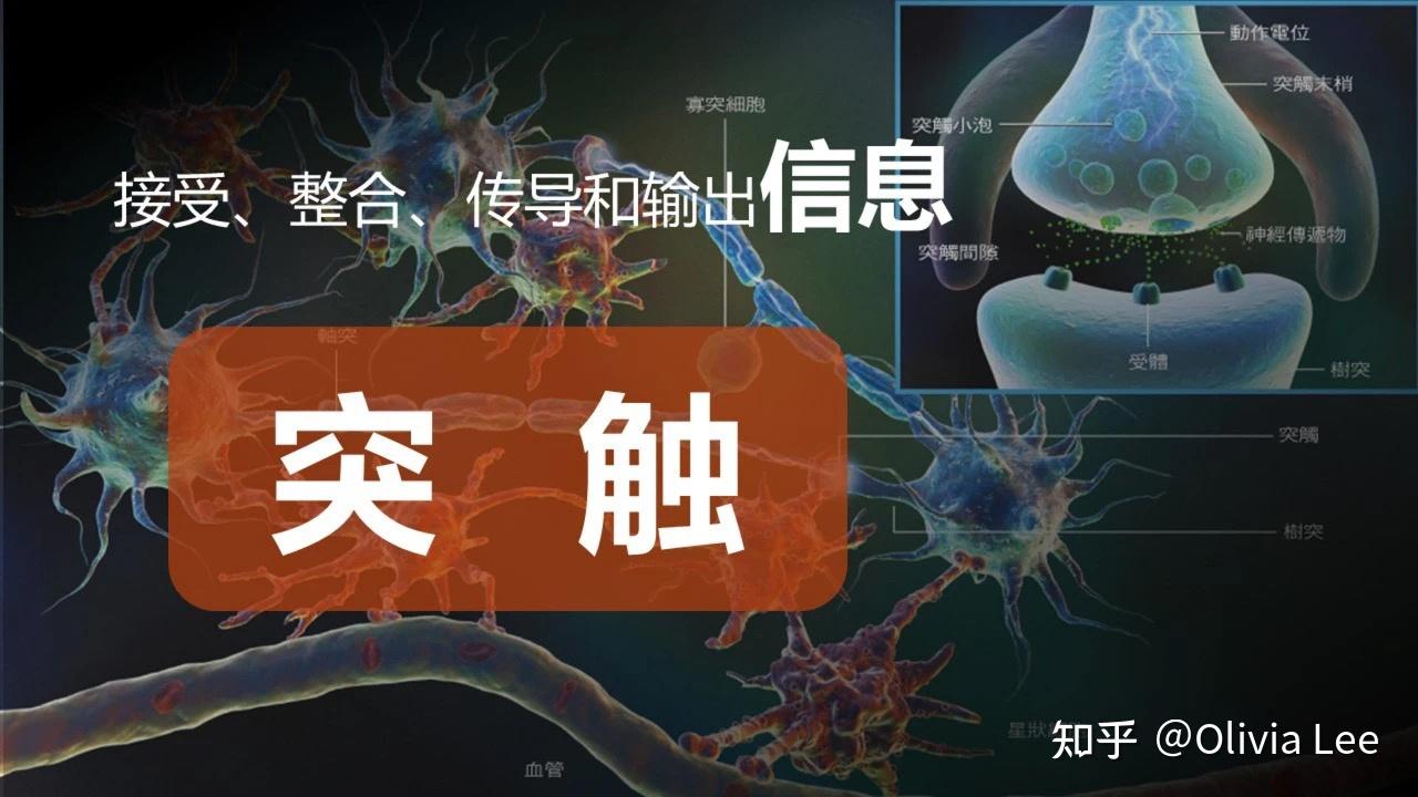 相關營養素參與構成大腦神經元的構成部分(如其細胞膜,蛋白質,線粒體)