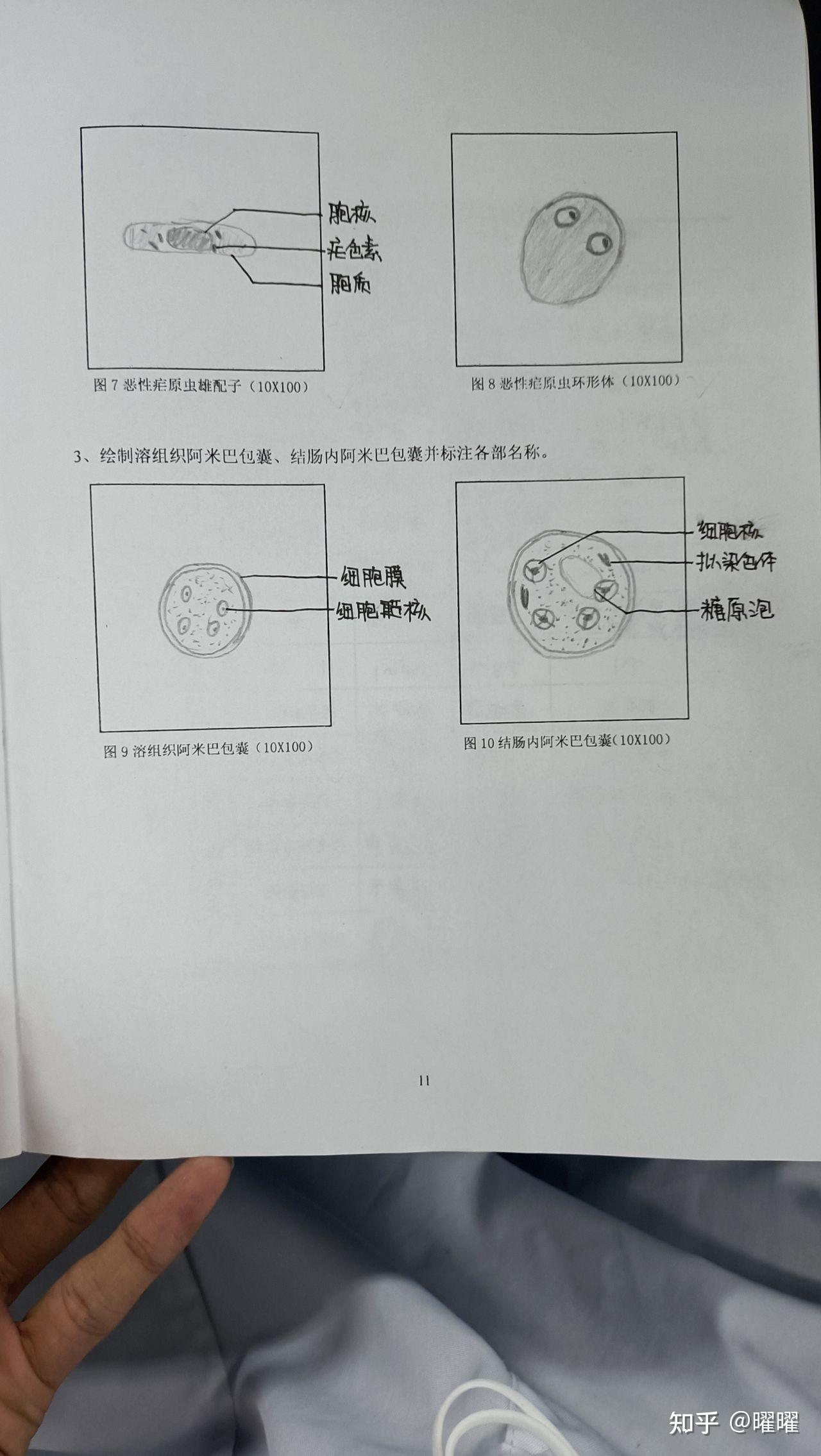 寄生蟲實驗報告