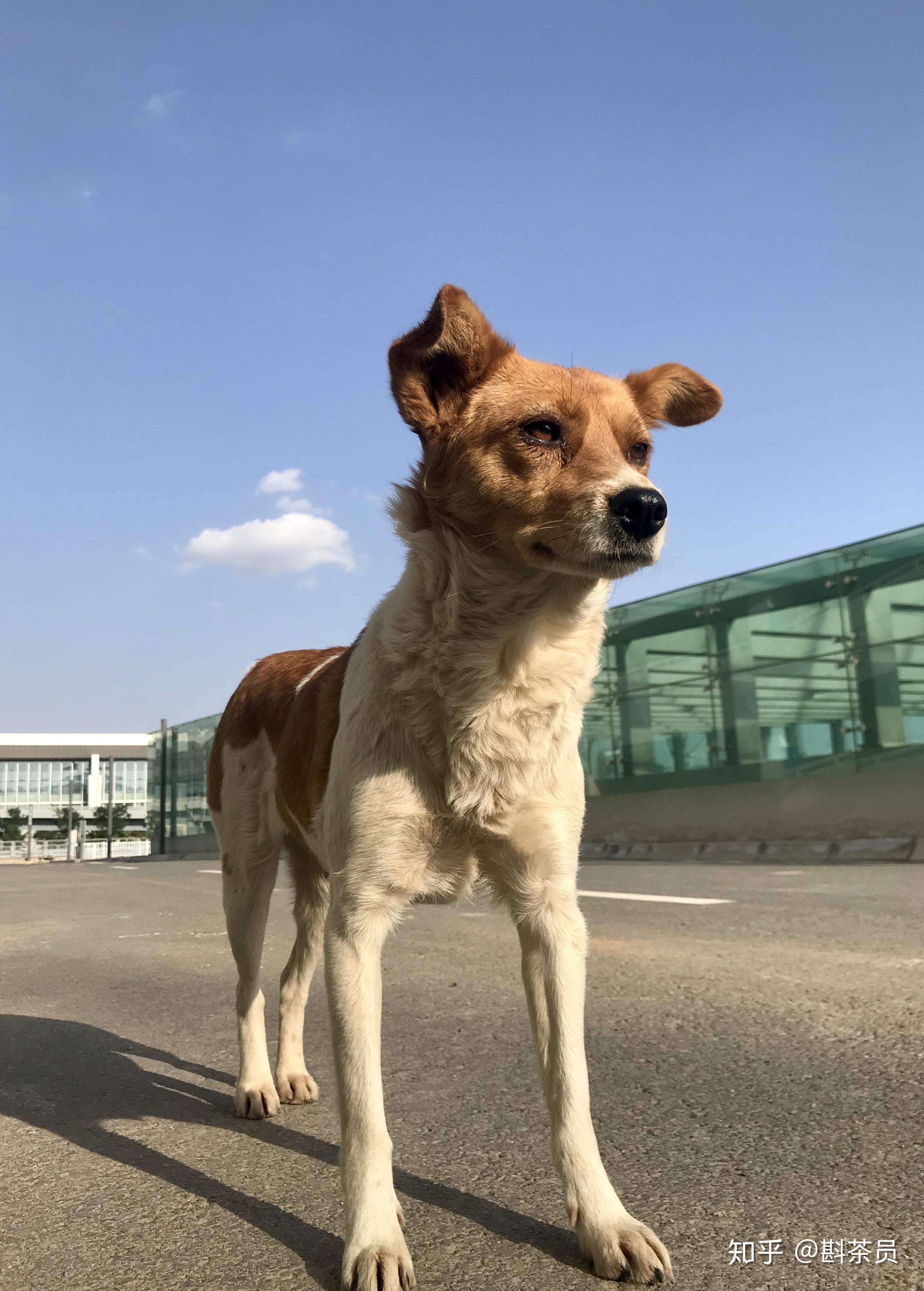 流浪狗 - 知乎