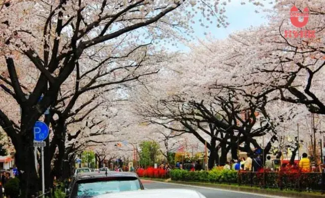 在日本东京买房,有哪些街区可以考虑?