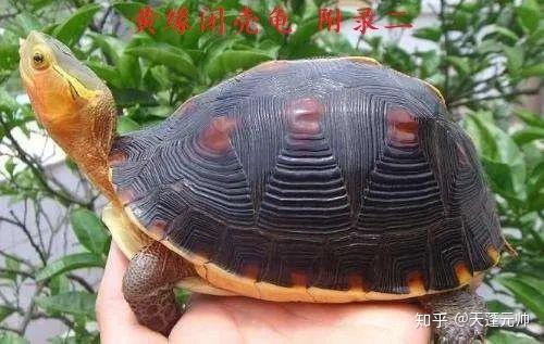劝你从良|养龟一时爽,一人中标,全家流泪 - 知乎