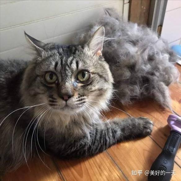 过来人告诉你，“养一只猫”和“养两只猫”，差别很大 - 知乎