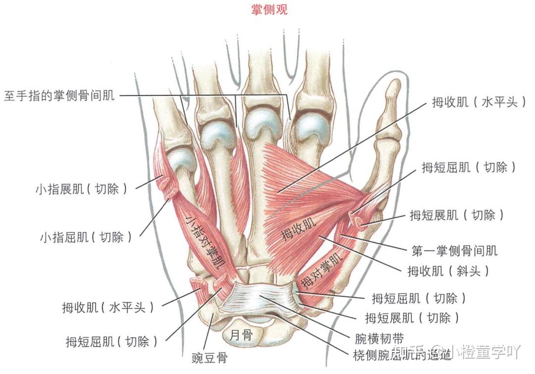 手部肌肉解剖 - 知乎