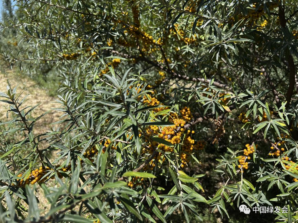专家前往伊金霍洛旗沙棘种植区 绿会干旱区生物多样性调研 知乎 