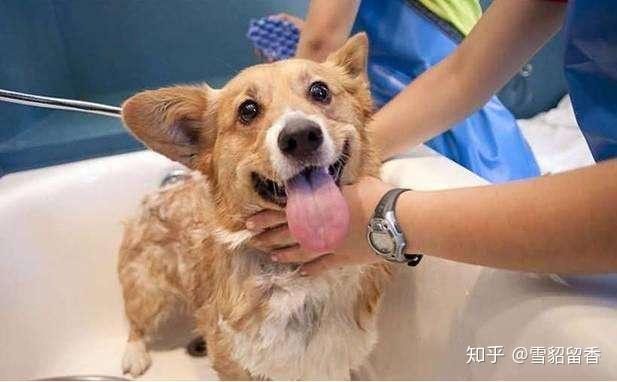 什么宠物犬好养活 v2-72c1cb4d2632199a1ea0d76caf29f003_r.jpg