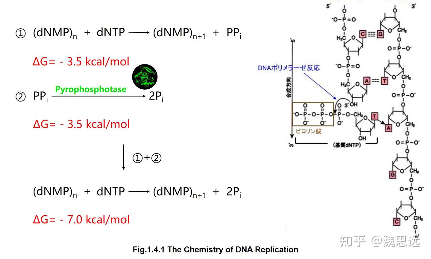 【分子】1.4 DNA复制的化学基础 - 知乎