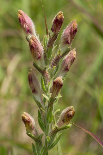 列当科Orobanchaceae:利用他者之营养壮大自身 - 知乎