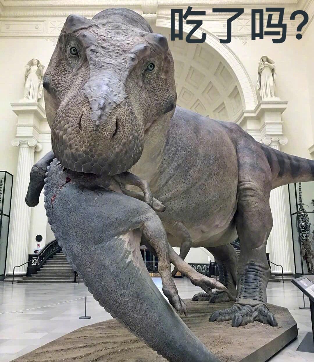 最近芝加哥菲尔德自然历史博物馆布展了"苏"的最新复原模型,1:1的哦!