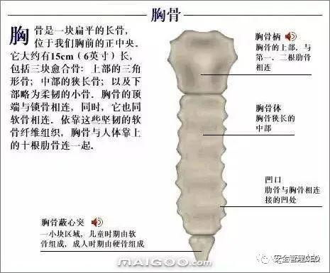 人体骨骼结构图 - 知乎