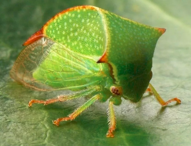 套路王者角蝉我相当有演员的信念感呢