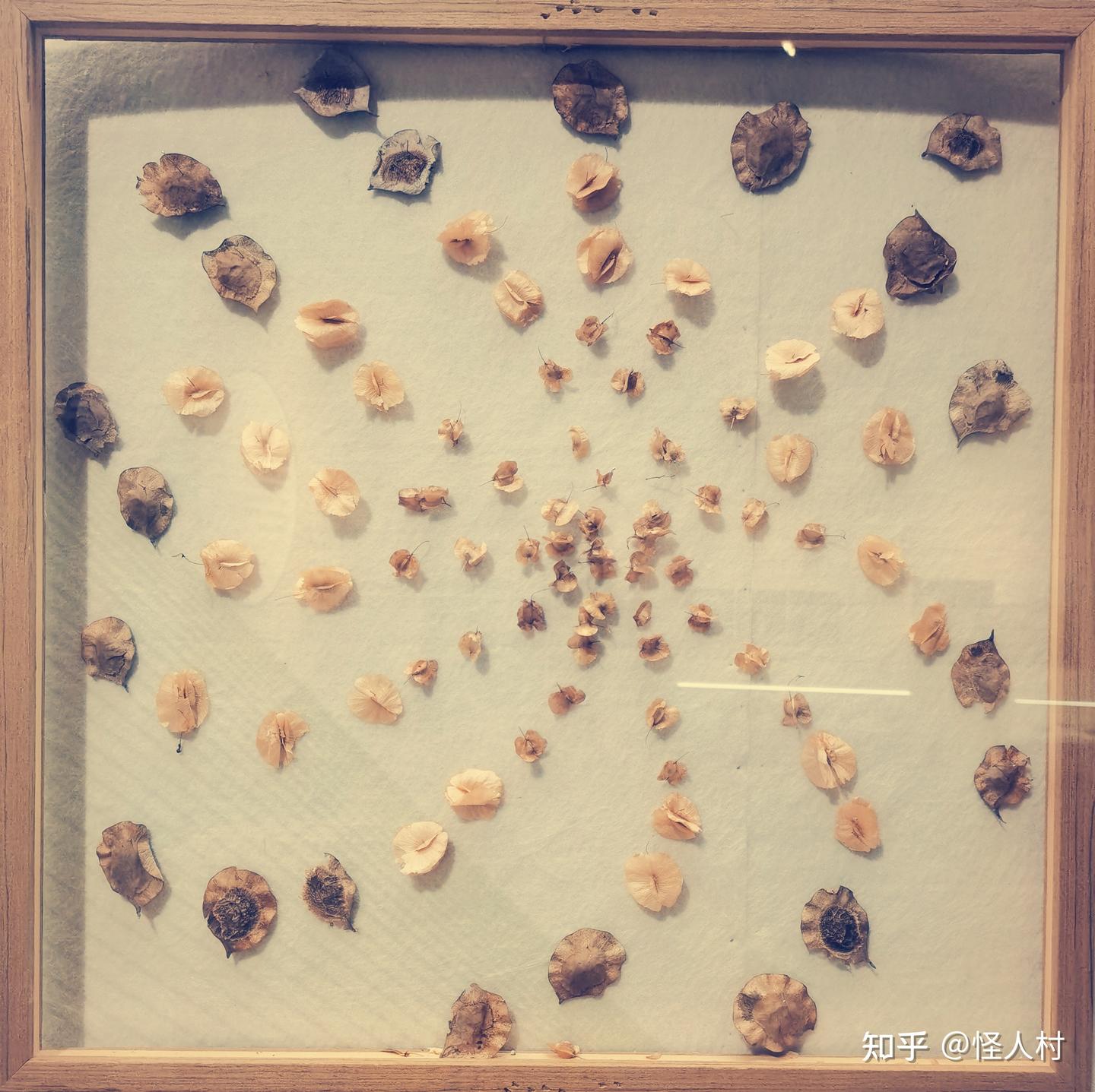 论种子为了繁衍有多拼，为何挪威的“末日种子库”是人类最后的希望？ - 知乎