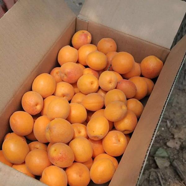 夏季的杏福来啦!