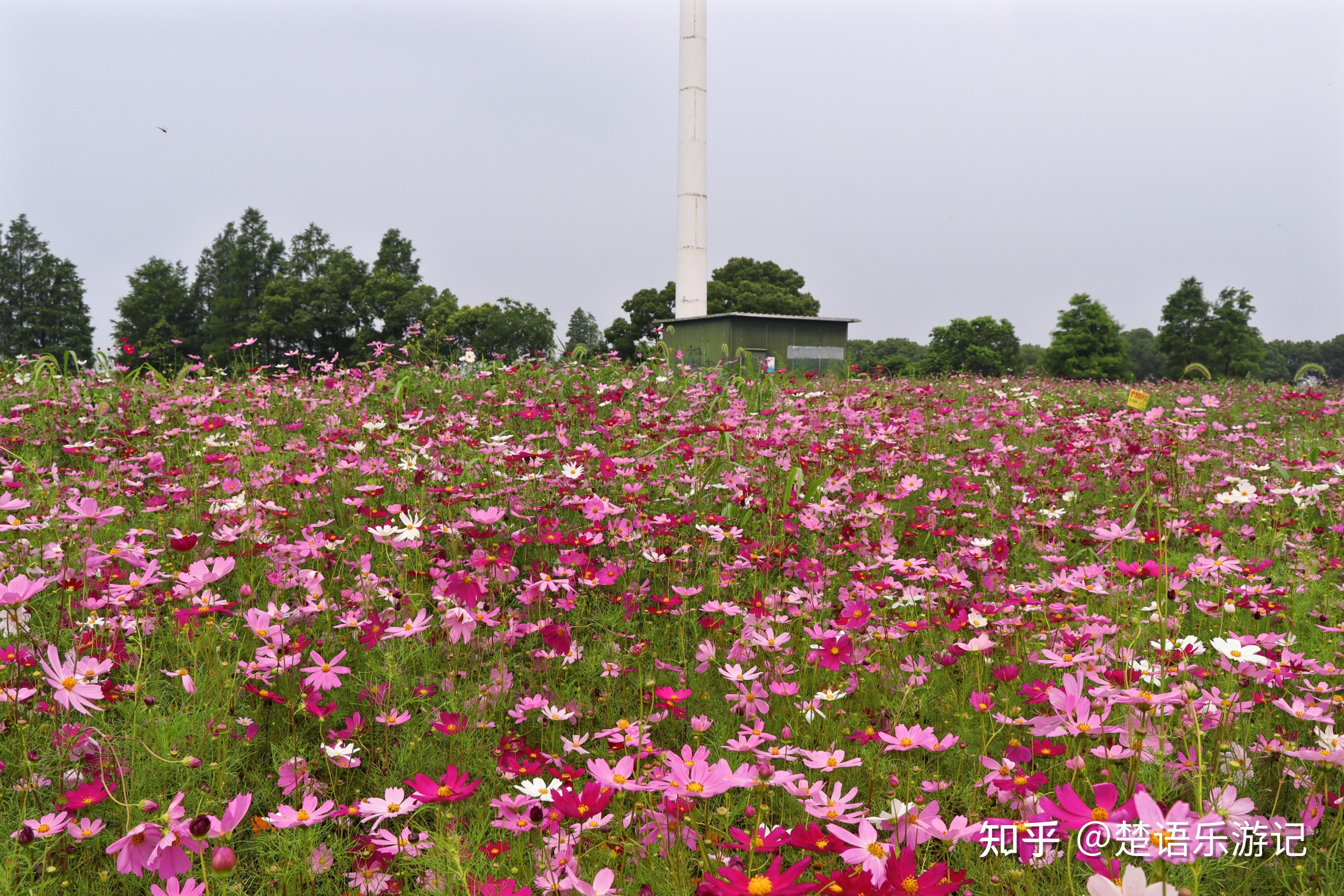 宁波东钱湖花海图片