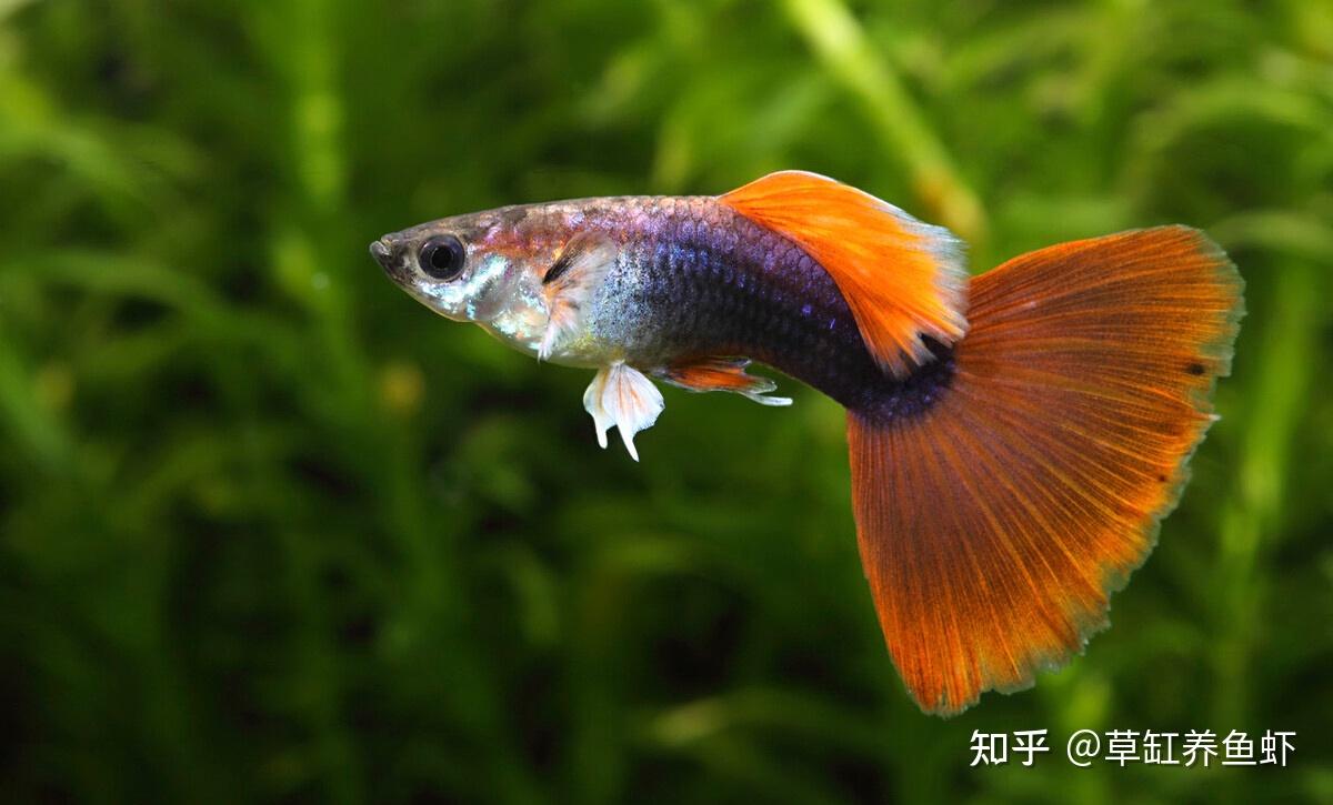 孔雀鱼好养吗好养不过你要知道这3点不然难养好