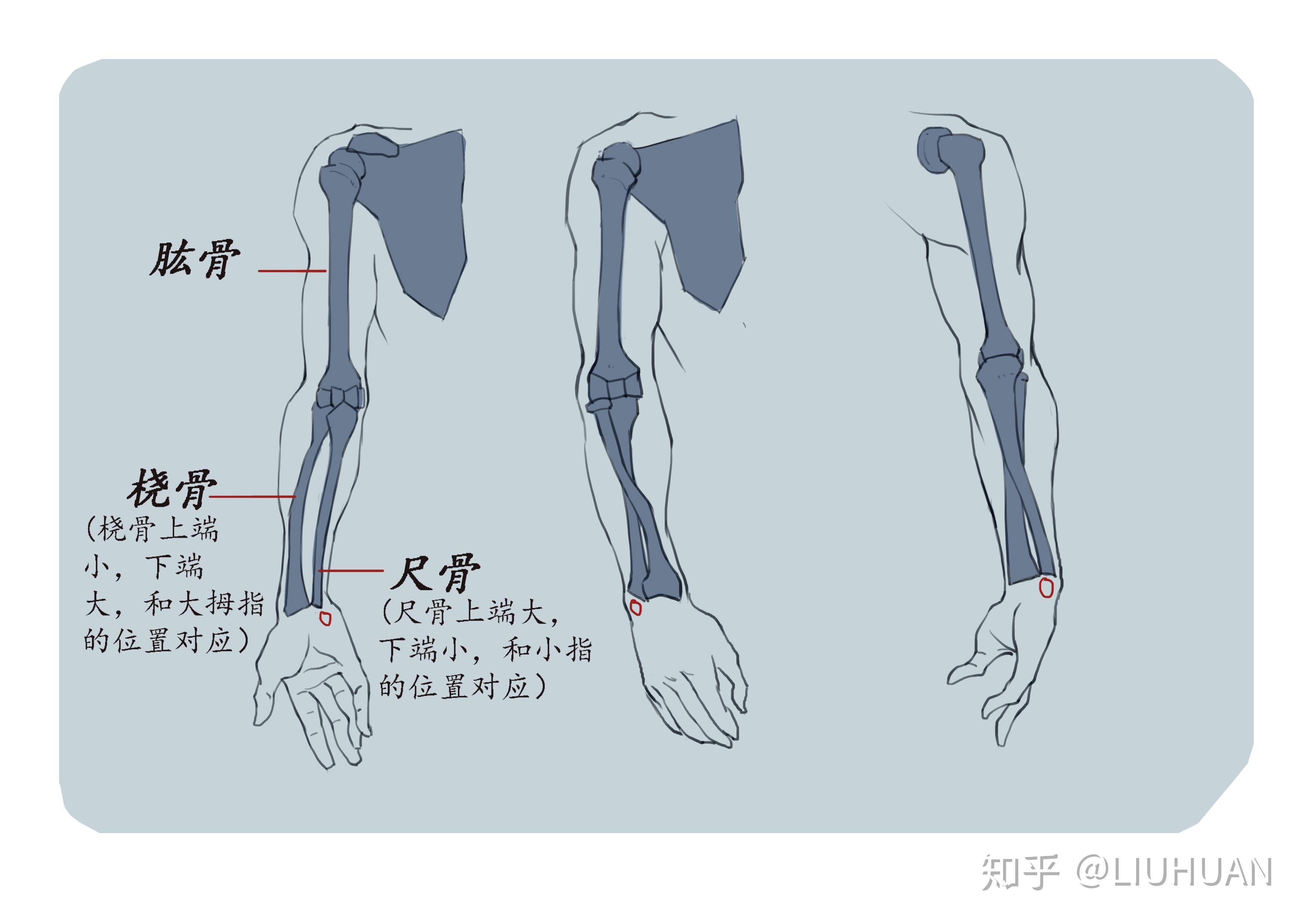 绘画手臂的主要肌肉结构-普画网