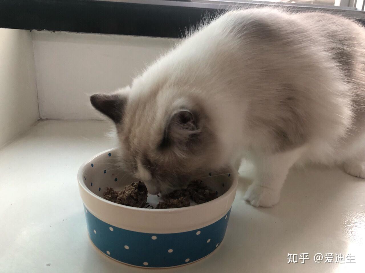 猫饭怎么做_猫饭的做法_豆果美食
