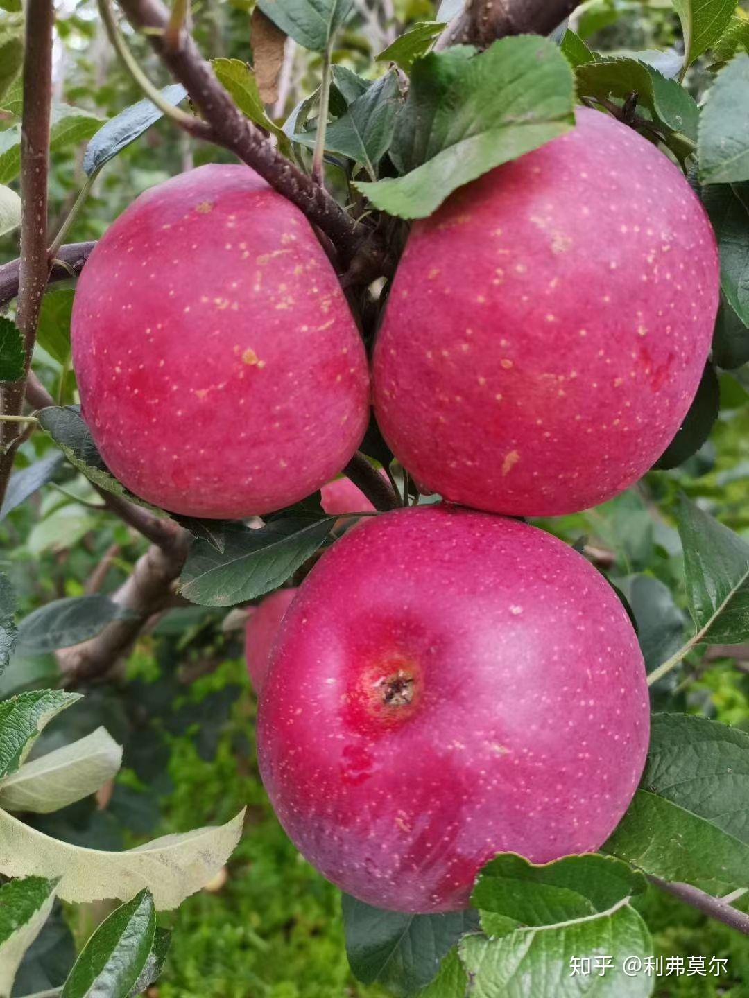苹果树苹果果实摄影图高清摄影大图-千库网