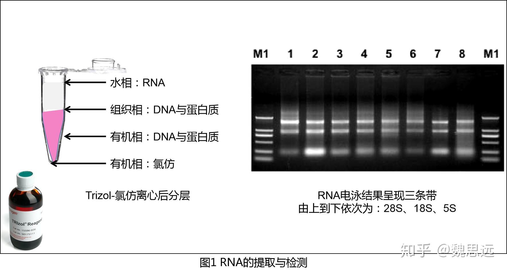 【分子】荧光定量PCR(一) - 知乎