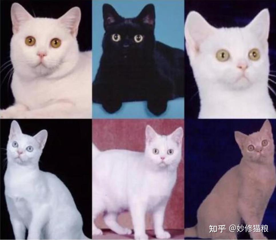 美国短毛猫常见的“8种花色”，你全都认识吗？ - 知乎