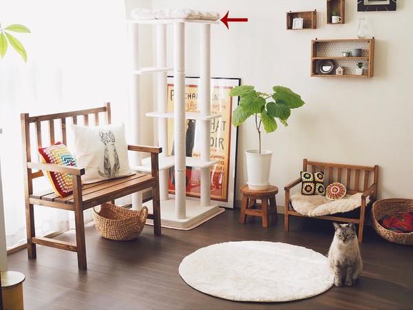 别再“云养猫”了,告诉你如何打造一个适合养猫的家! - 知乎