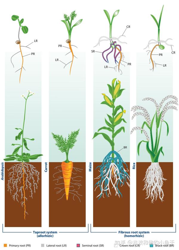 植物根系发育的分子调控 根的次生结构 桃丽网