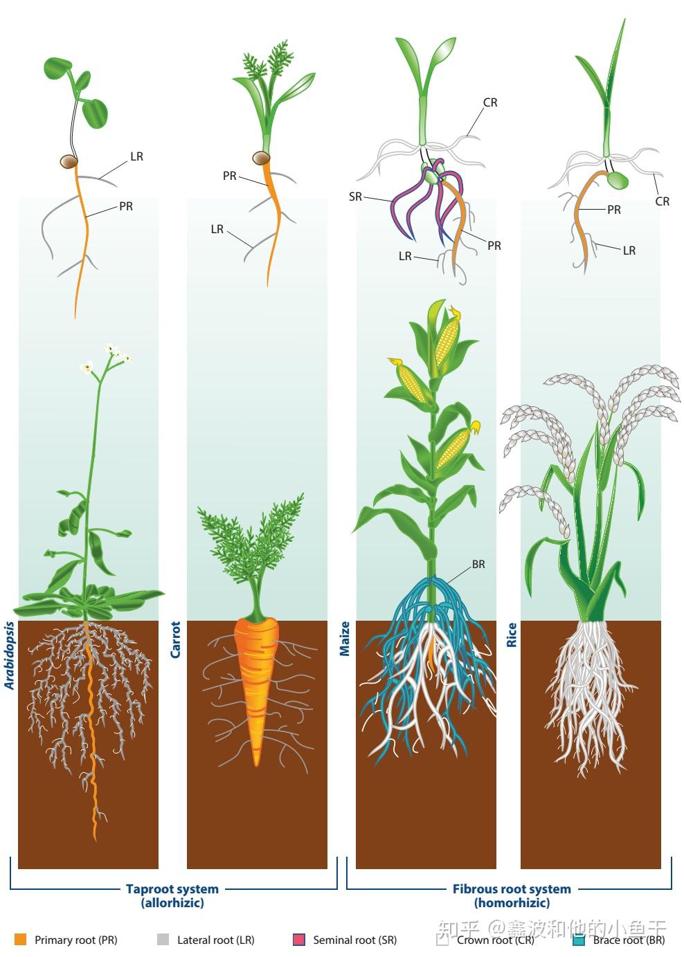 单子叶植物根结构图图片
