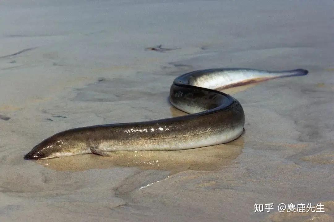鳗鱼的旅行丨人生不也是这样吗