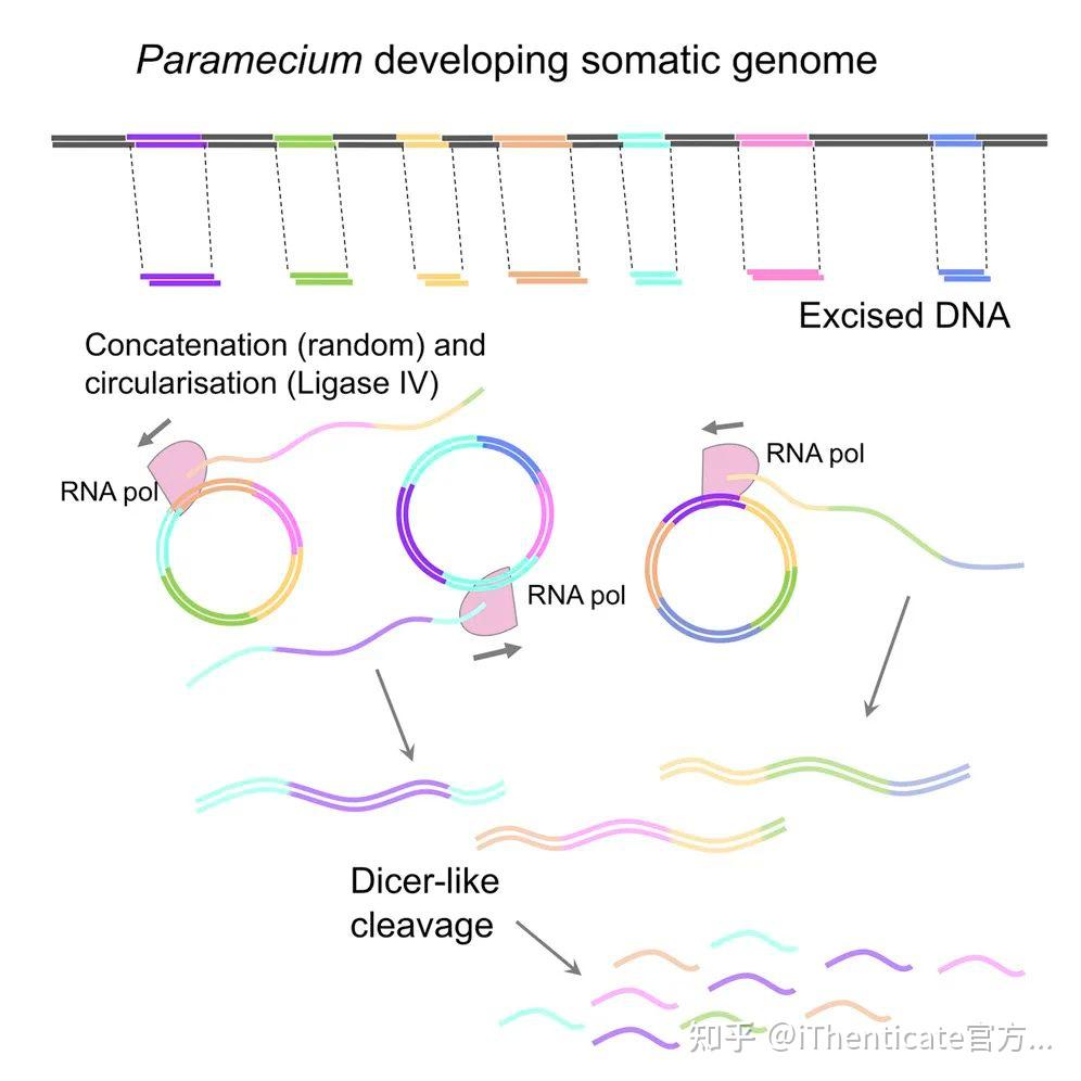 如何用Adobe illustrator（AI）绘制精美的DNA双分子链示意图？ - 知乎