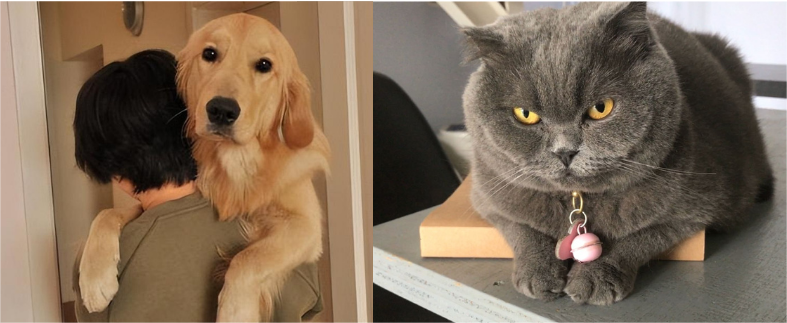 如果猫和狗只能选一个,你是养猫还是养狗 - 知乎