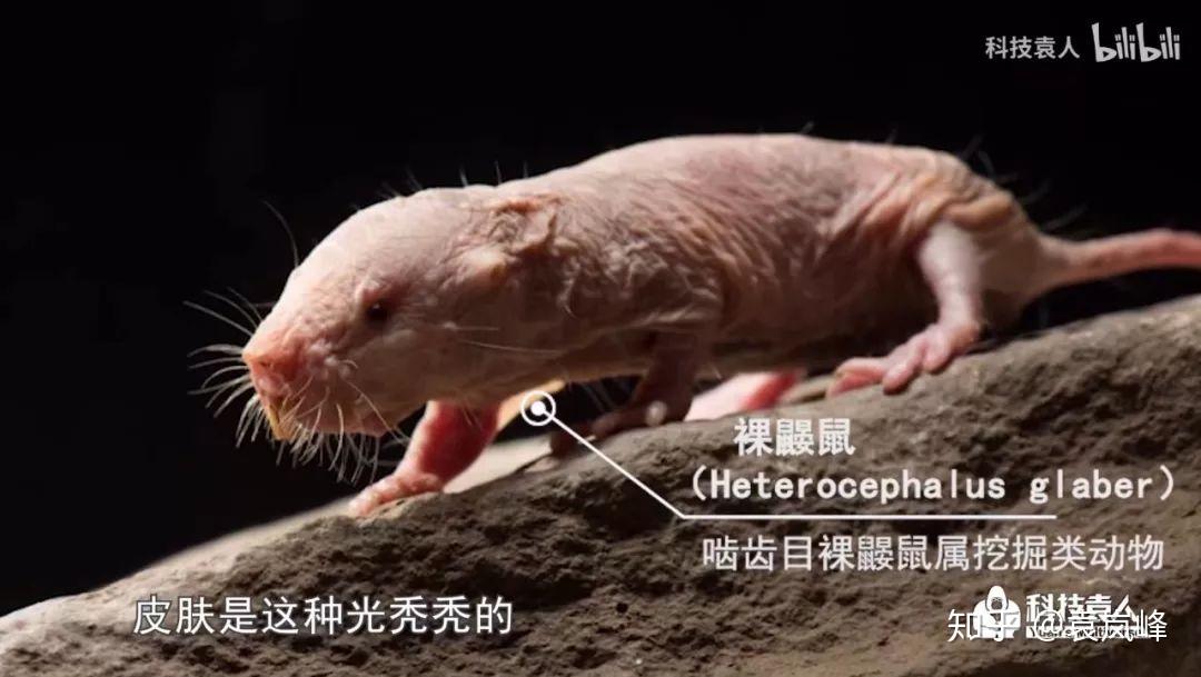 鼩鼱黑猫警长让我风评被害躺倒大自然第10期