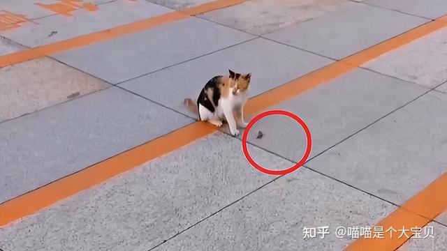 很多人嫌弃的“三花猫”，为什么被称为猫界的女神？ - 知乎