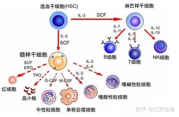 – 80 pg/ml产品编号:jl19277人白细胞介素-3(il-3)elisa试剂盒功能