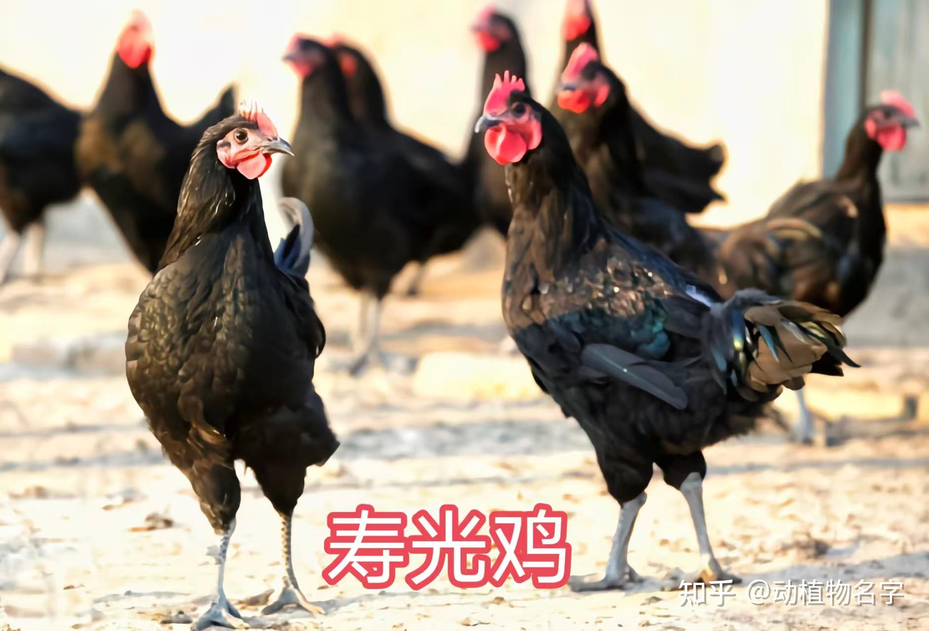 98图带你走进家鸡的世界,家鸡大全第二篇 - 知乎