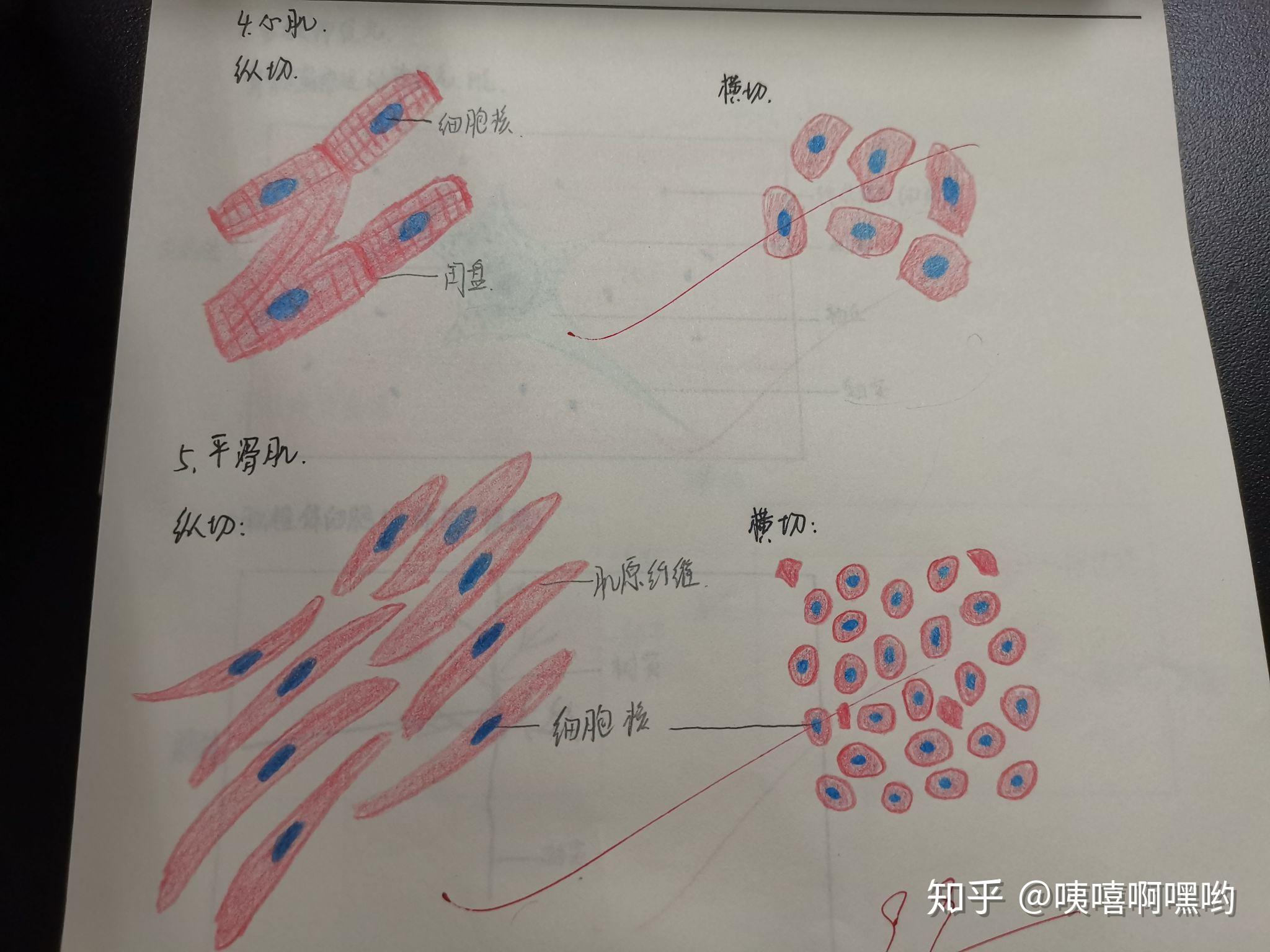 平滑肌细胞简图图片