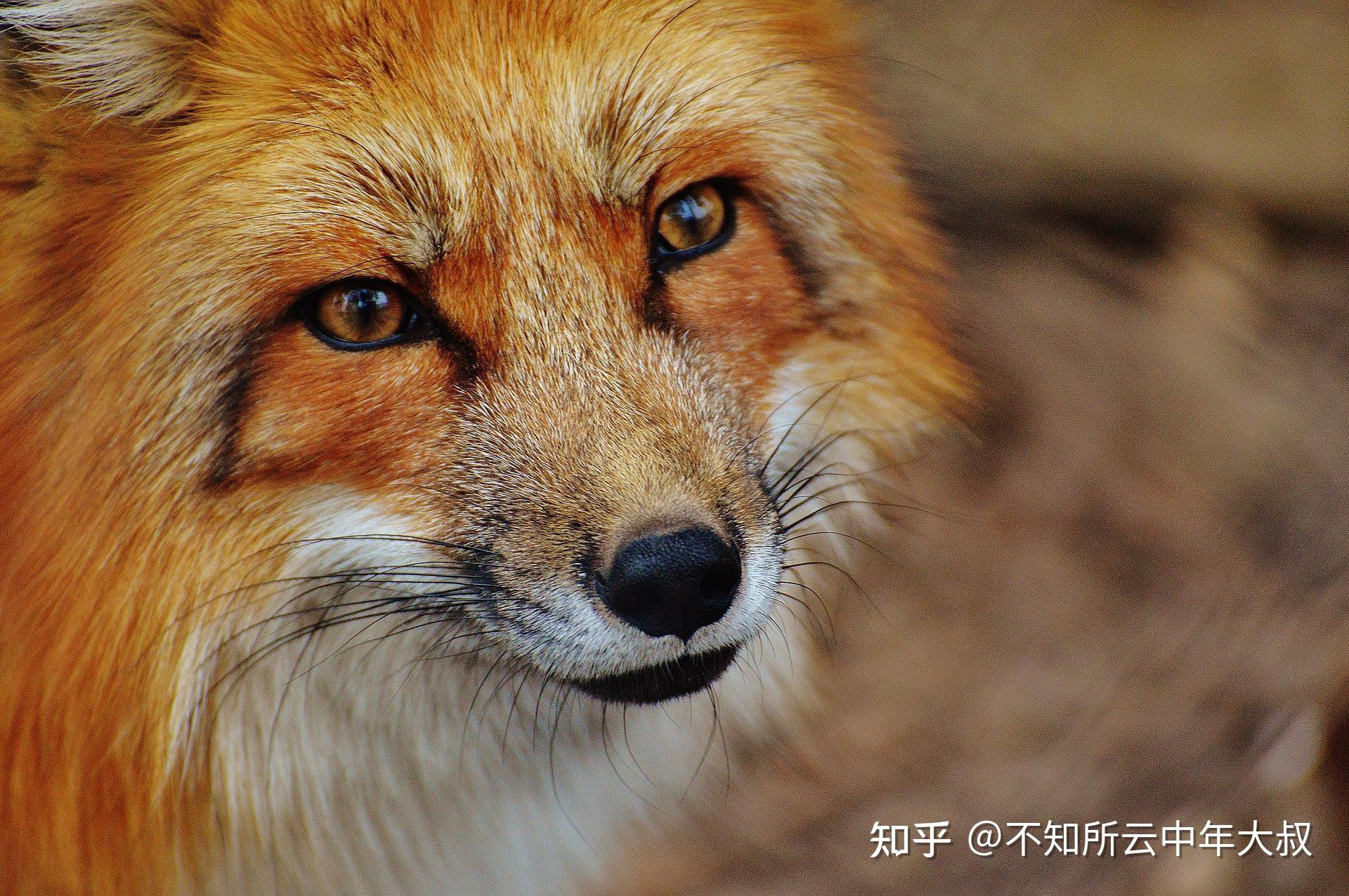 新聊斋杂谈-第一章 魅-五,狐患 - 知乎